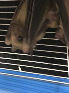 bat